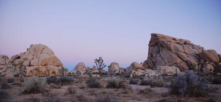 Is Joshua Tree High or Low Desert