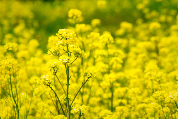 A Field of Mustard growing wild and in flower in the Springtime. The bright yellow flowers fill the field with color.