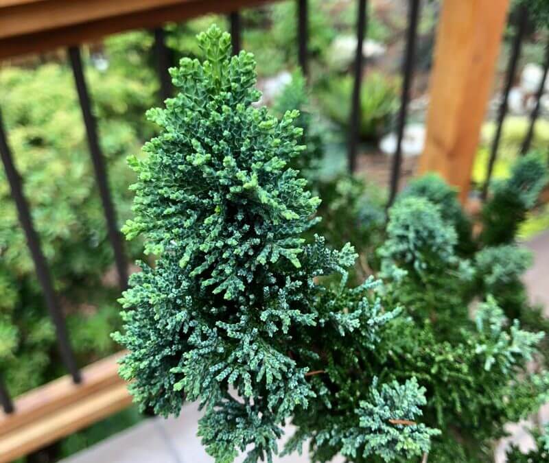 Northern White Cedar