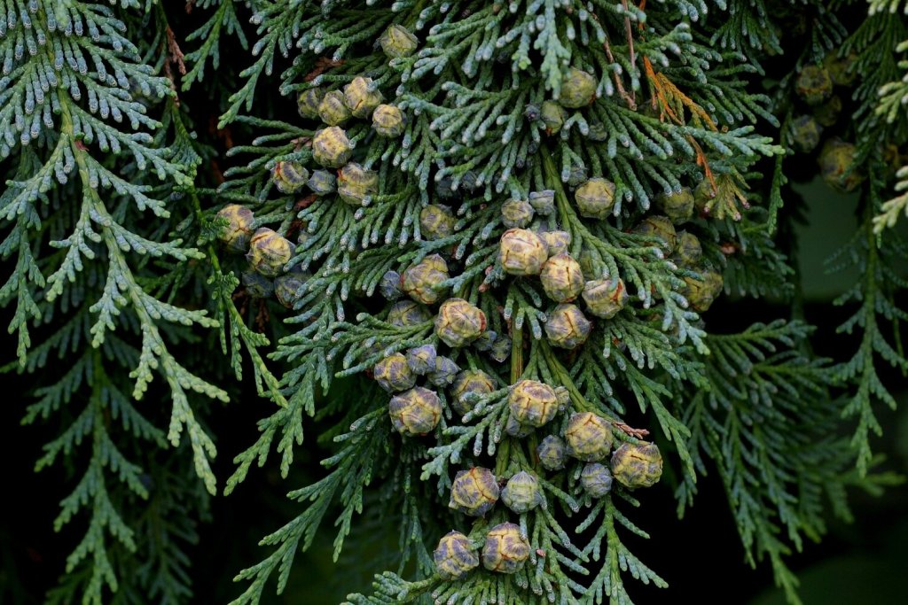 Norway Spruce