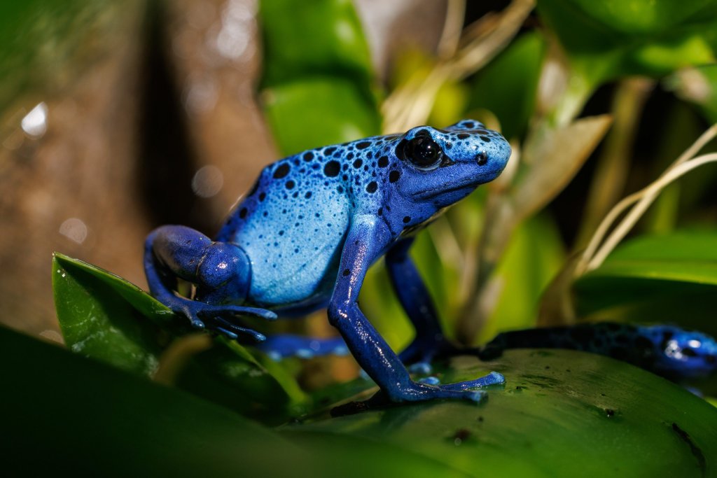 Poison Dart Frogs