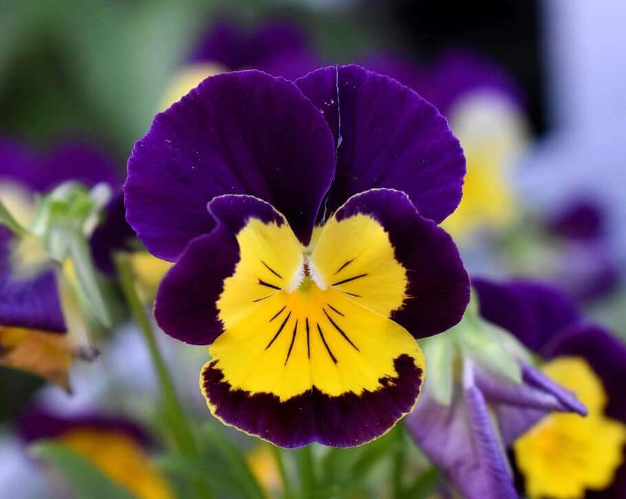 Purple and Yellow Flowers