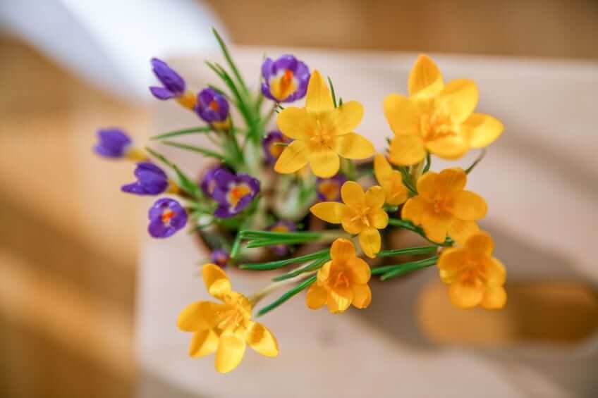 Purple and Yellow Paired to Perfection