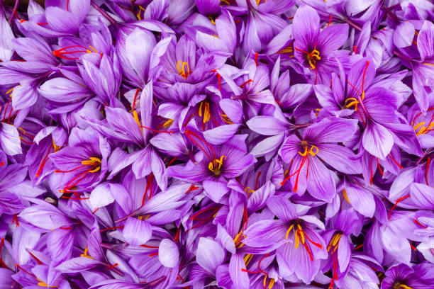 Saffron flowers 