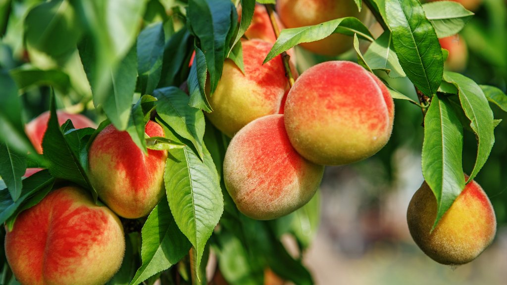 Symbolic-Significance-of-The-Fruit-Trees