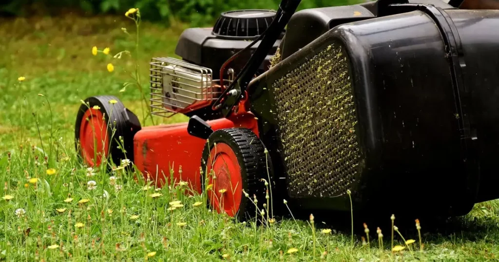 Tall Grass and Insecticides