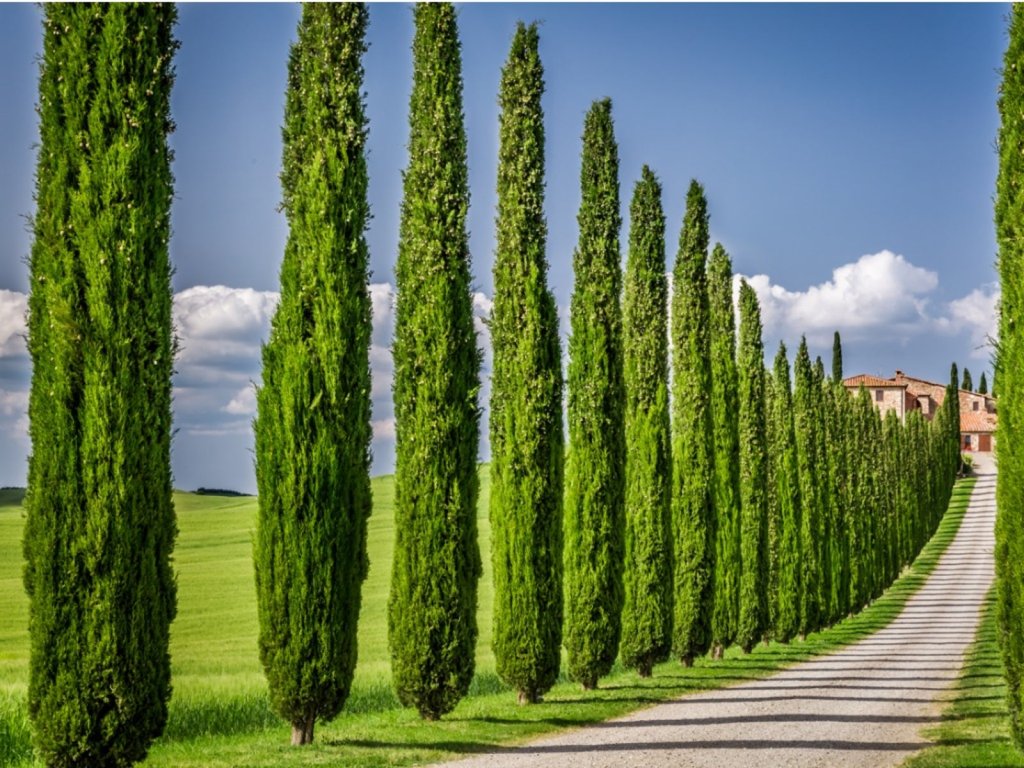 Tall, Thin Italian Cypress