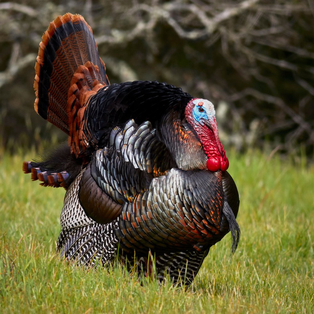 Understanding Turkey’s Beards