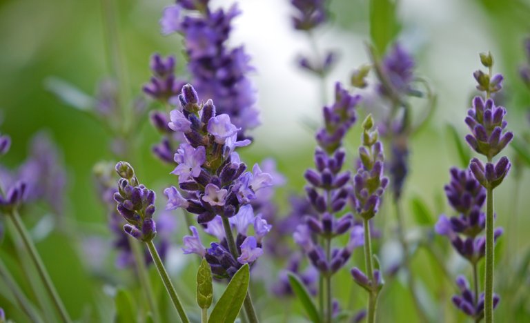 What Herbs Help Keep Animals Away from Flower Beds