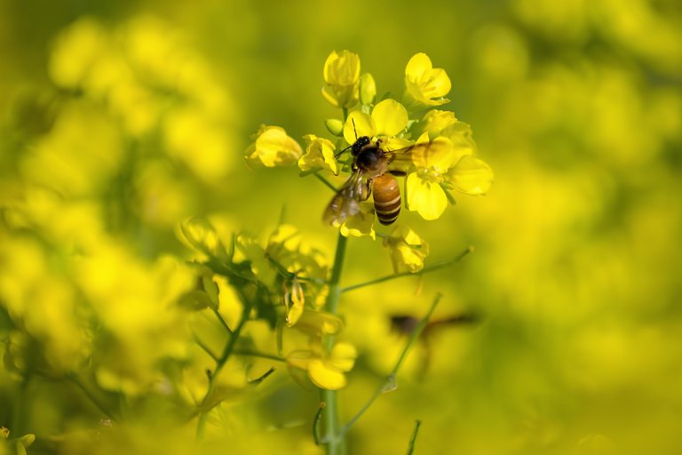 What Spice Has Yellow Flowers_ (1)