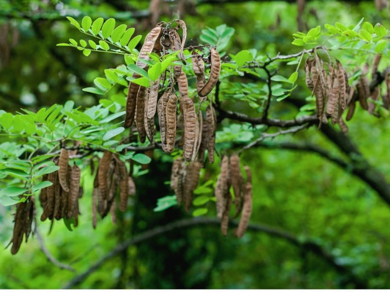 What kind of tree looks like a locust tree