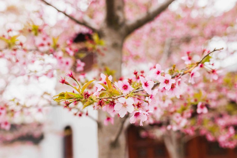 Why Decidous Trees Failed to Flower