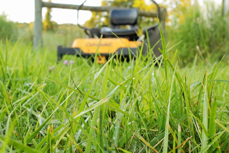 Why Should You Not Cut Grass when It's Wet