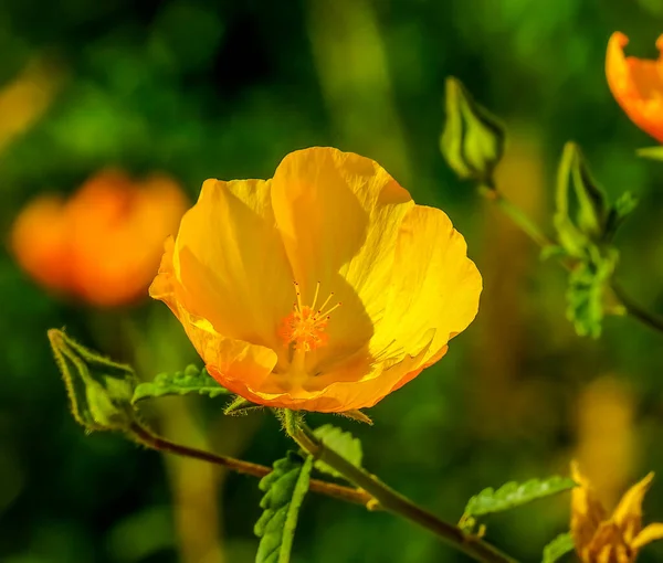 Wild Poppy