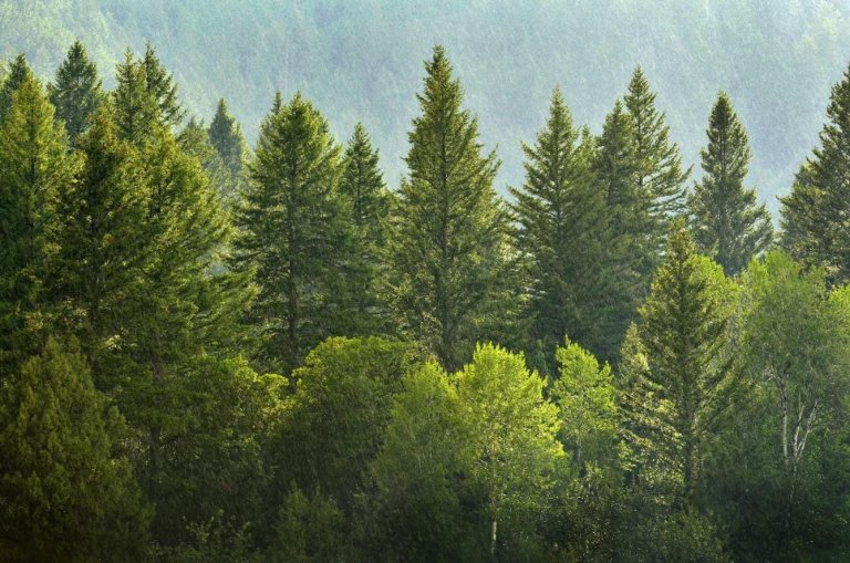 how+long+does+it+take+for+pine+trees+to+grow