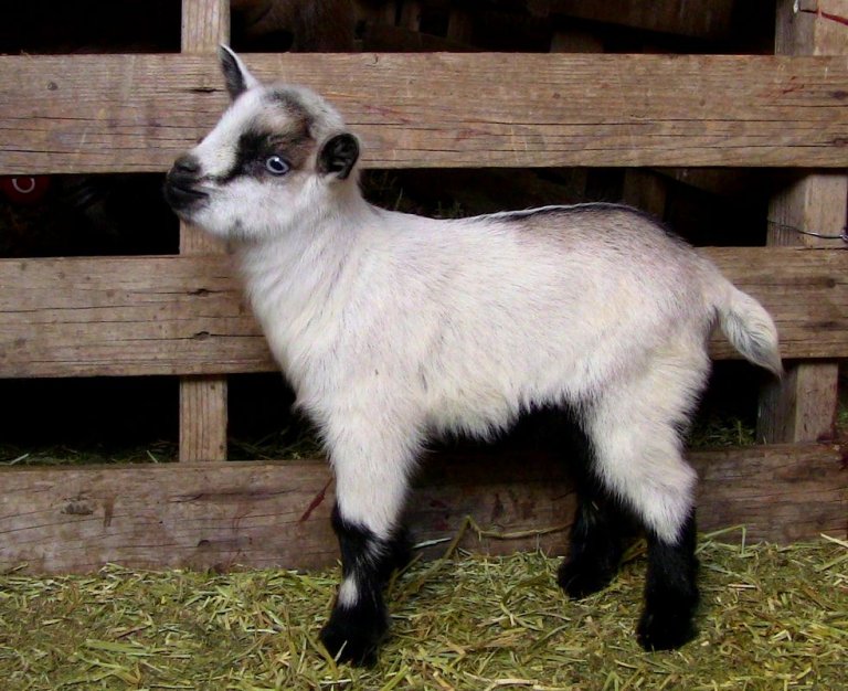 Where to Purchase a 3 Year Old Wether Goat