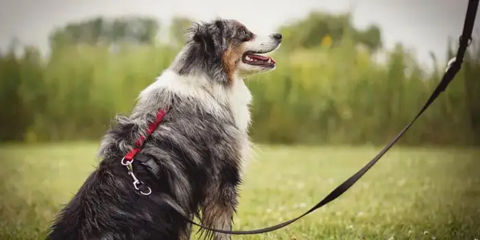 Tips for Selecting a Comfortable and Safe Harness for Your Dog